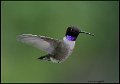 _0SB0053 black-chinned hummingbird